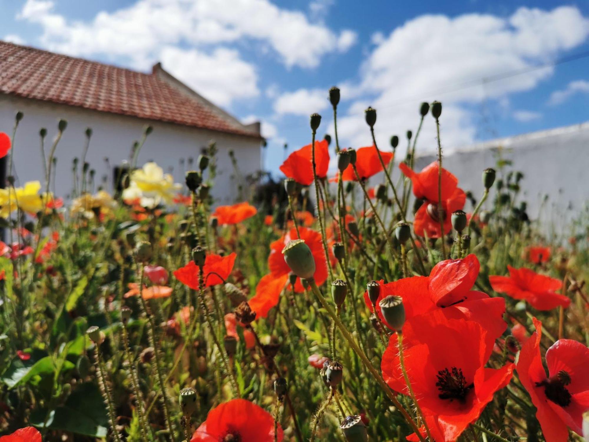Al Mar Guesthouse São Luis Exteriör bild